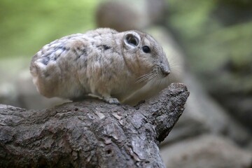 Gundi or comb rat (Ctenodactylus gundi) is a small, stocky rodent.