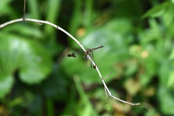 A Sympetrum baccha matutinum female. Libellulidae sympetrum dragonfly. The dark brown markings on the tips of the wings are characteristic.