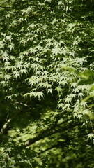 green maple