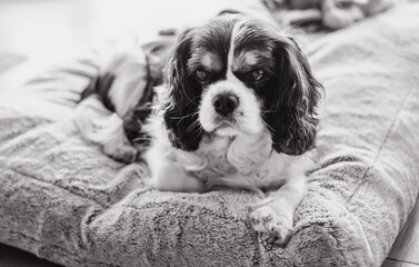 Portrait of cozy old black and white cavalier king charles spaniel dog lying comfortably outdoors...