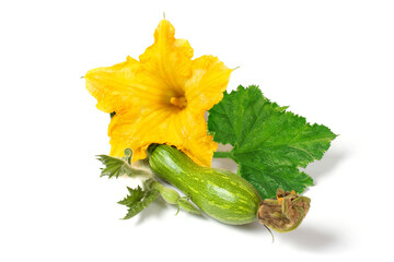 Young zucchini with flower and leaves on a white background. Fresh zucchini shoot close-up.