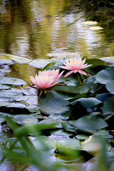 pink water lilies