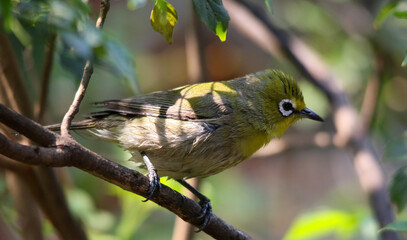 A damp-looking Cape white-eye isolated in a bush in the wild after a bath in a puddle