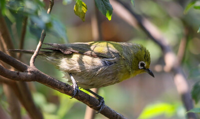 A damp-looking Cape white-eye isolated in a bush in the wild after a bath in a puddle