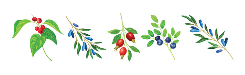 Berry Twig and Branch with Leafy Stem and Hanging Fruit Vector Set