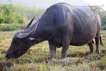 Fototapeta premium Buffalo eating grass in the field. In the evening. Buffalo of Thailand.