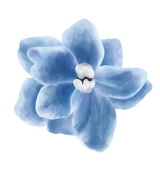 blue flower isolated on white. 