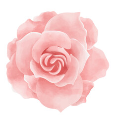 beautiful rose bloom watercolor vector in front isolated on white