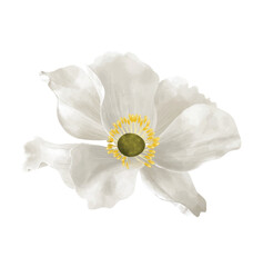 single icon of white flower watercolor illustration vector. 