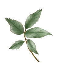 leaf of rose watercolor vector design