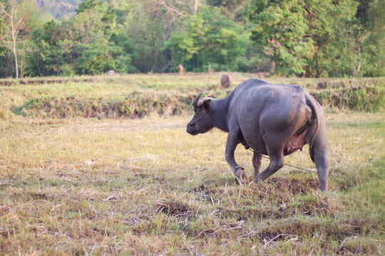 Buffalo eating grass in the field. In the evening. Buffalo of Thailand.