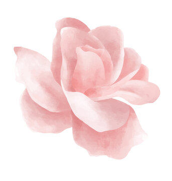 rose petals isolated on white