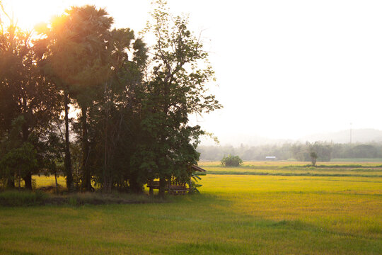 Rice Field in the evening.