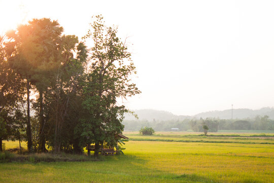 Rice Field in the evening.