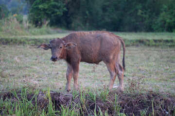 Calf buffalo looking grass around field.