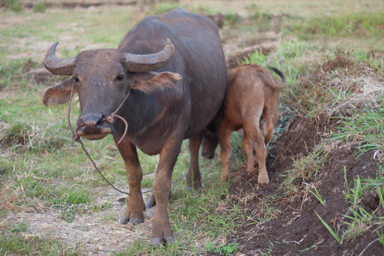 Buffaloes going to eat grass in field,buffalo family,female buffalo and calf buffalo.
