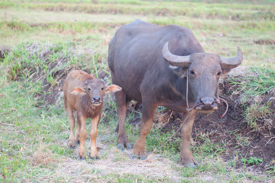 Buffaloes going to eat grass in field,buffalo family,female buffalo and calf buffalo.