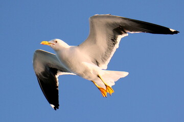 birds on the shores of the Mediterranean Sea in northern Israel