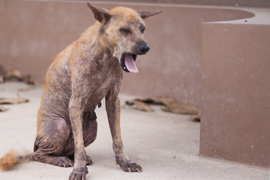 A dog sick leprosy skin problem, abandoned animal.