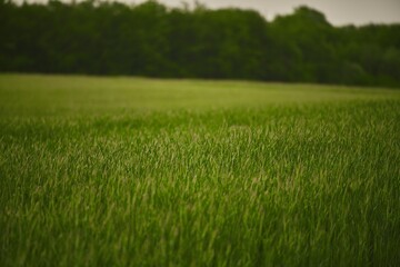 Green vibrant field in spring