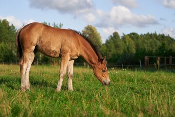 Naklejka na ściany i meble Portrait of a horse, brown horse. Close-Up Portrait of a Brown Foal Grazing in Nature