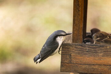 Nuthatch (Sitta europaea) on a feeder. And the sparrows in the wooden feeder.