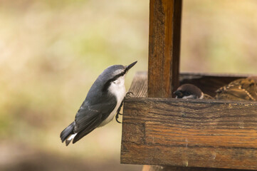 Nuthatch on a bird feeder in the forest. Russia