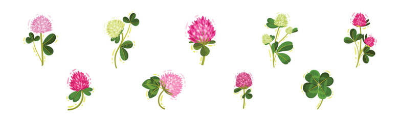 Clover or Trefoil with Dense Spike of Purple Flower and Trifoliate Leaves Vector Set