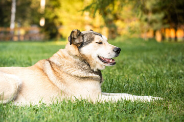 Beautiful large mongrel dog with orange eyes, mixed-breed dog in a garden.