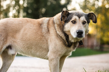 Beautiful large mongrel dog with orange eyes, mixed-breed dog in a garden.