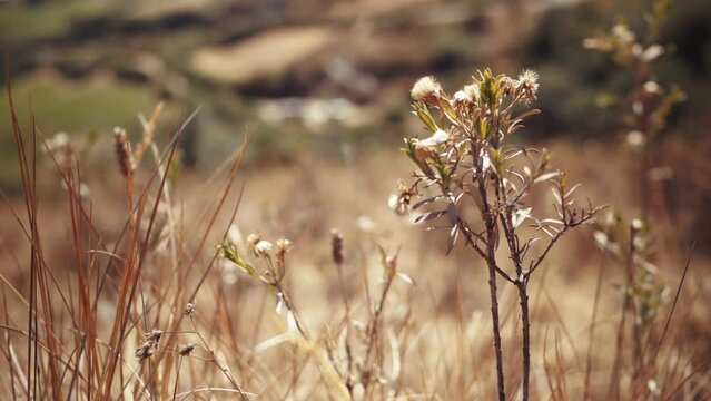 Diente de Le&oacute;n 