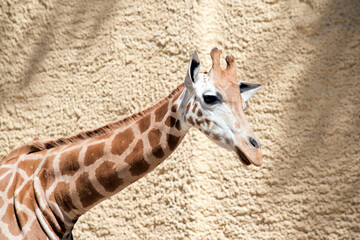 this is a close up of a young giraffe
