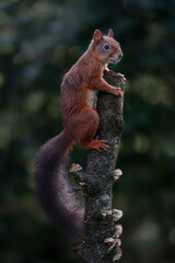 Cute Red Squirrel (Sciurus vulgaris) on a branch.  in an autumn forest. Autumn day in a deep forest in the Netherlands.                                                           