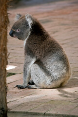 this is a side view of a koala sitting on bricks