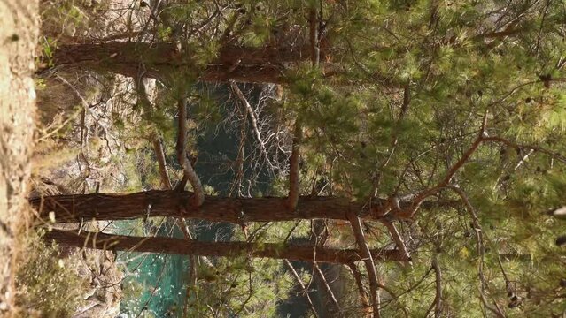 Vertical video, pine trees against bright blue sea gulf on a sunny day