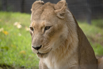 Being smaller and lighter than males, lionesses are more agile and faster. During hunting, smaller...