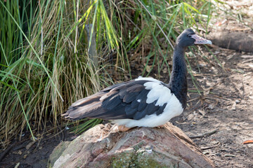 this is the side view of a magpie goose in a field