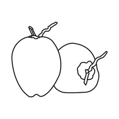 Young coconut icon
