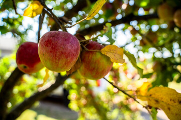 Red and Green Apples in Apple Tree Amongst Yellow Leaves