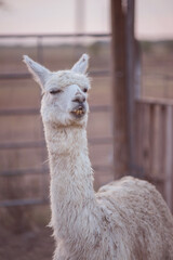 White Alpaca with Funny Face