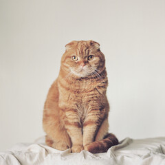Straight-on portrait of an orange Scottish Fold cat, captured on
