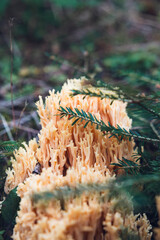 Ramaria formosa, yellow-tipped coral fungus