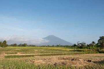 a daytime scene in the middle of a rice field with a very clear