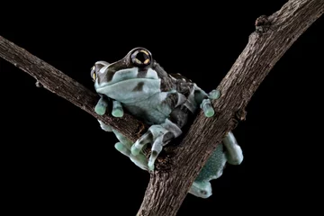 Foto op Canvas close up of an Amazon milk frog on a branch © Cavan