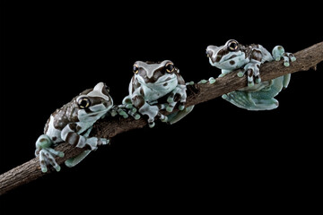 Three Amazon milk frogs on a branch