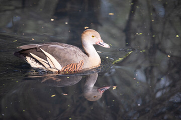 The plumed whistling duck's face and fore-neck are light, the crown and hind neck are pale brown...