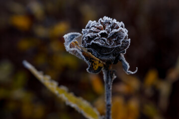 Frosted Willow Rose on Dark Background