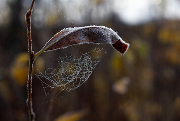 Frosty Fall Spider Web Protected by Leaf