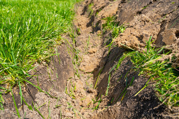 A ditch dug in the lawn for laying pipes and installing irrigation. Soil under green lawn and grass root system