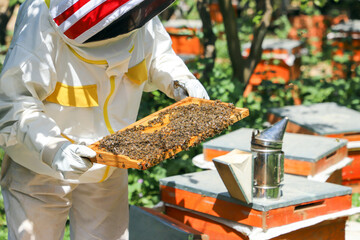 Beekeeper is working for collect honey.